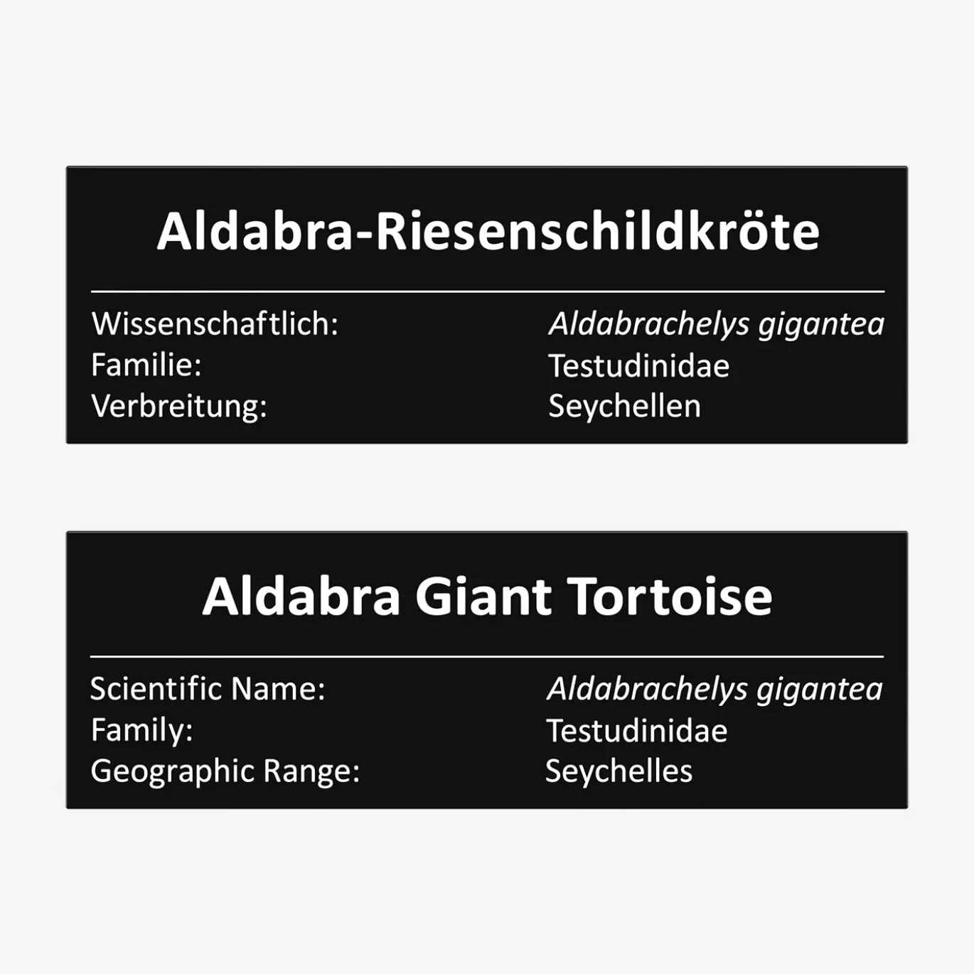 Aldabra-Riesenschildkröte
