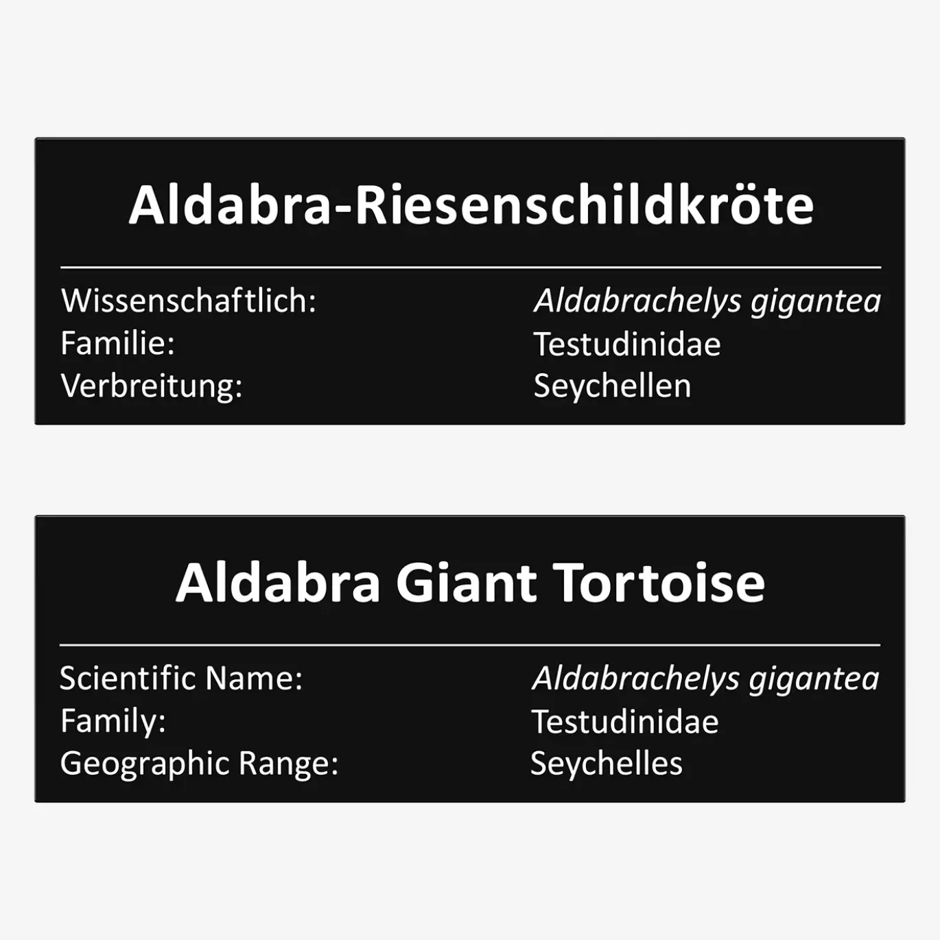 Aldabra-Riesenschildkröte