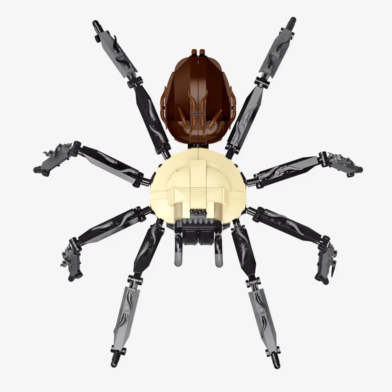 Goldrückenvogelspinne