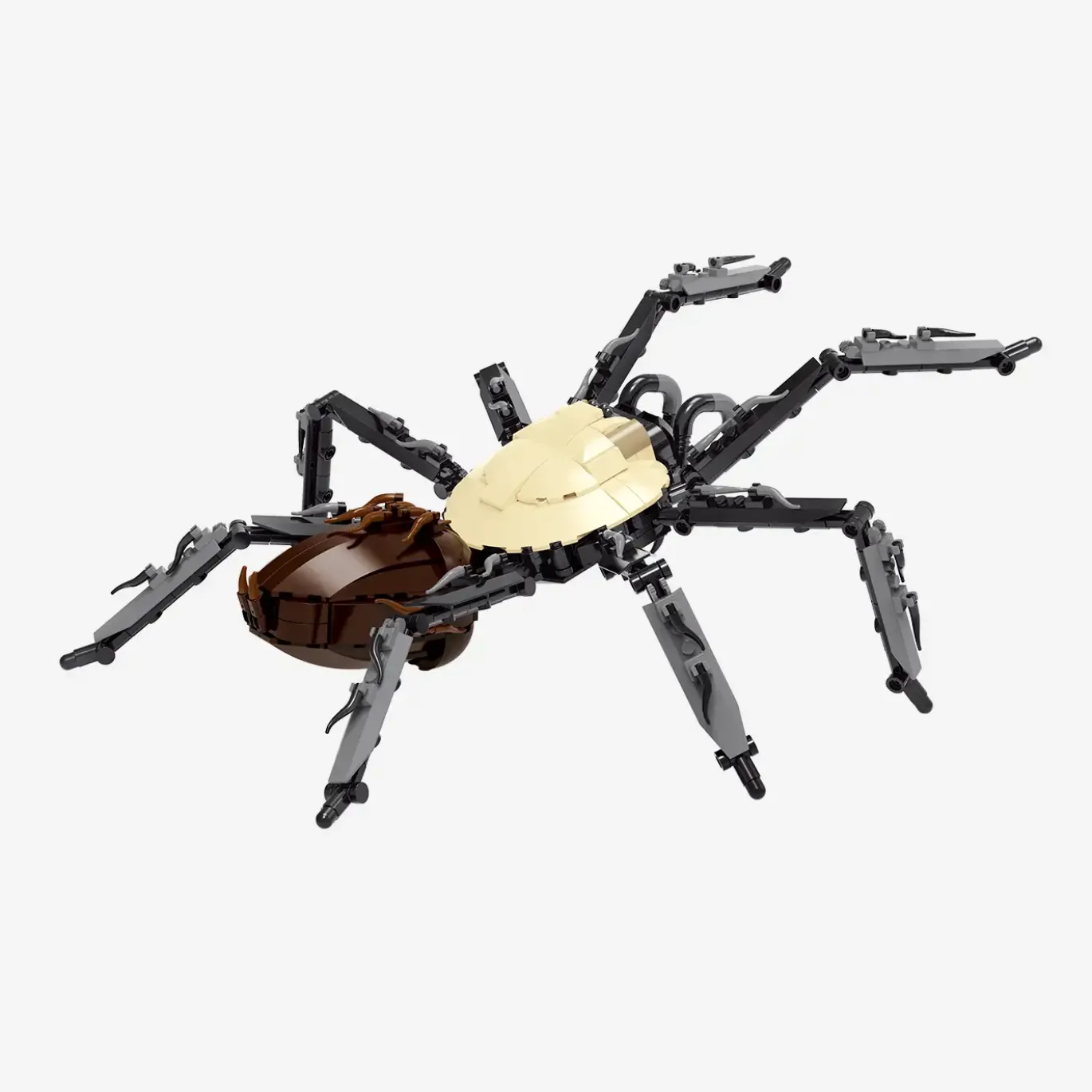 Goldrückenvogelspinne