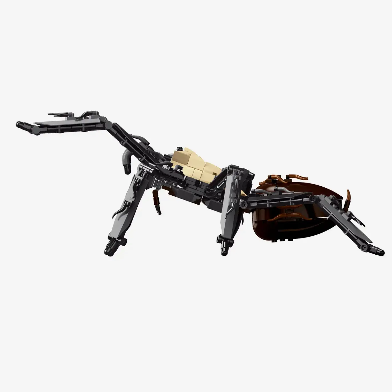 Goldrückenvogelspinne