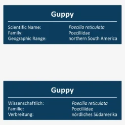Guppy