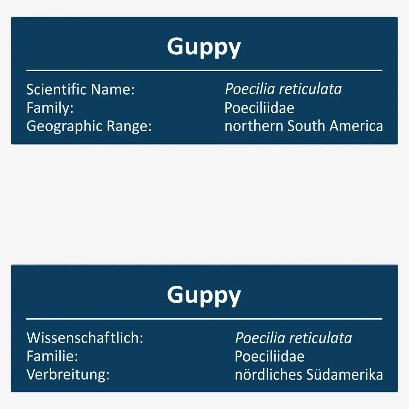 Guppy