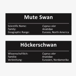 Höckerschwan