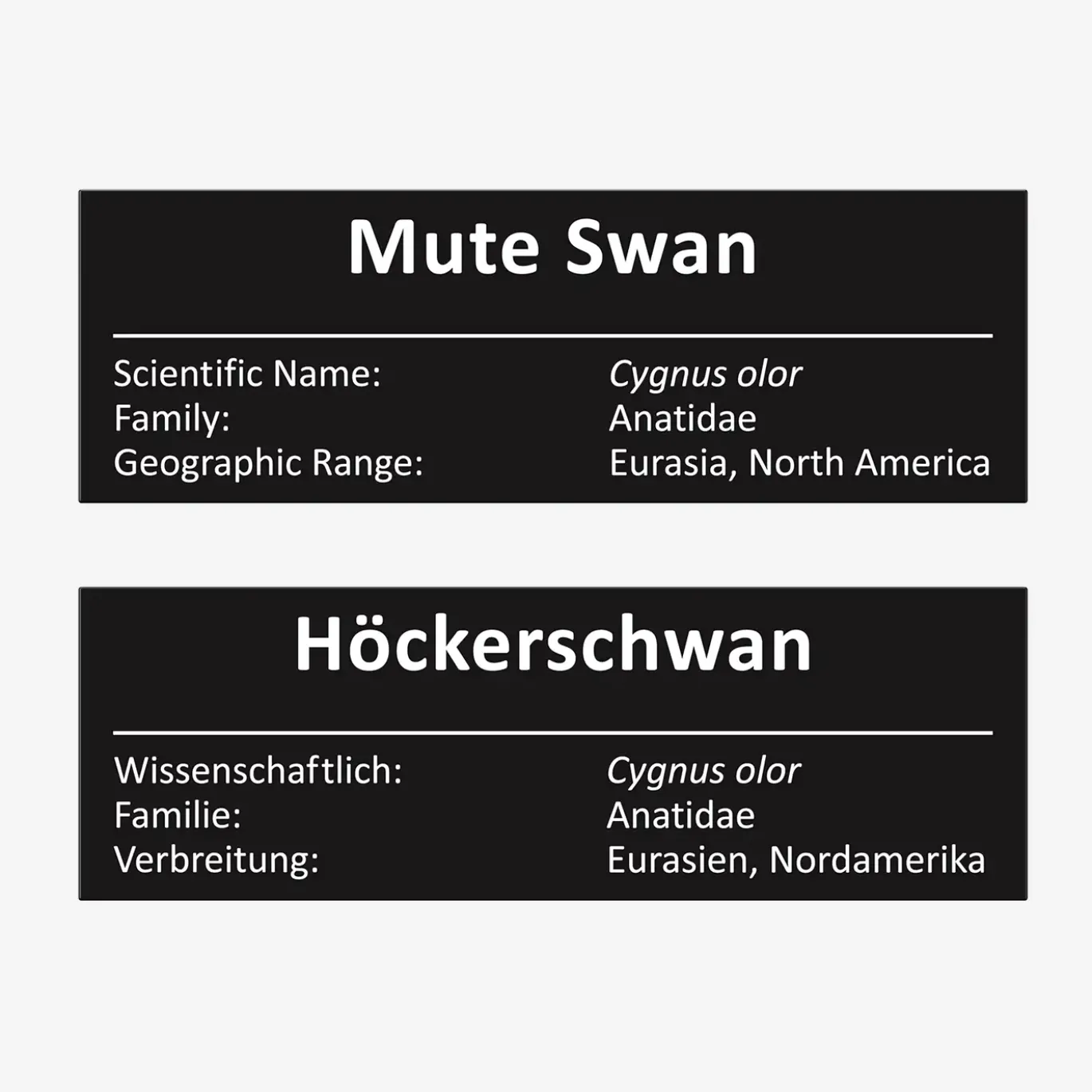 Höckerschwan