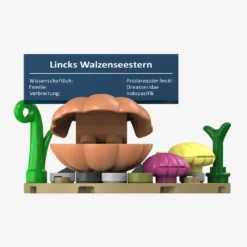 Lincks Walzenseestern