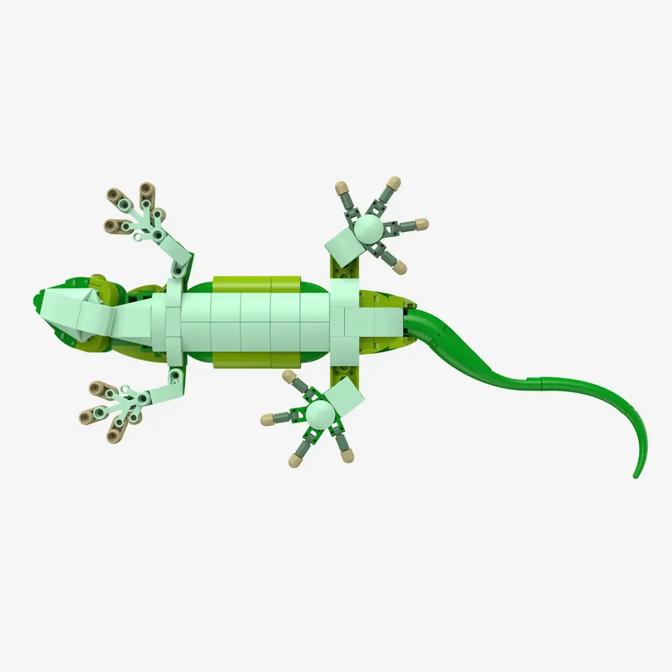Madagaskar-Taggecko