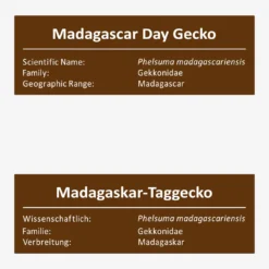 Madagaskar-Taggecko