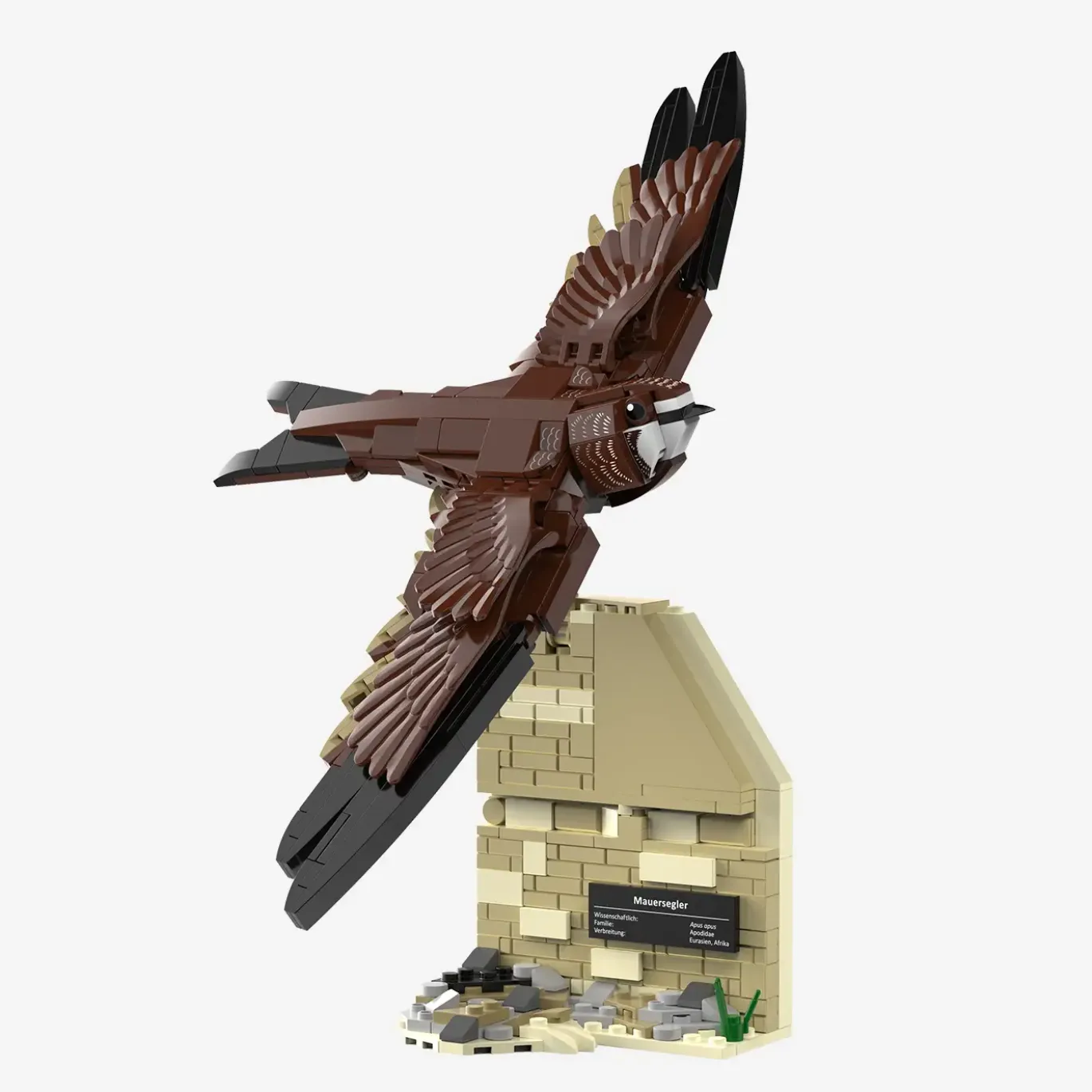 Mauersegler