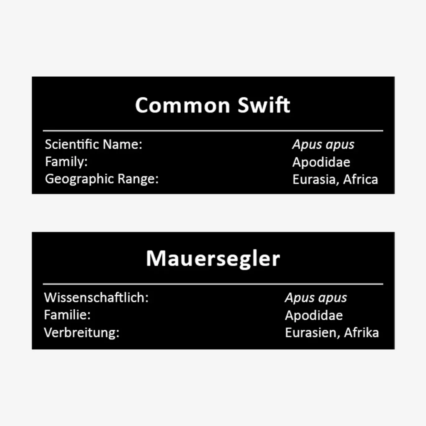 Mauersegler
