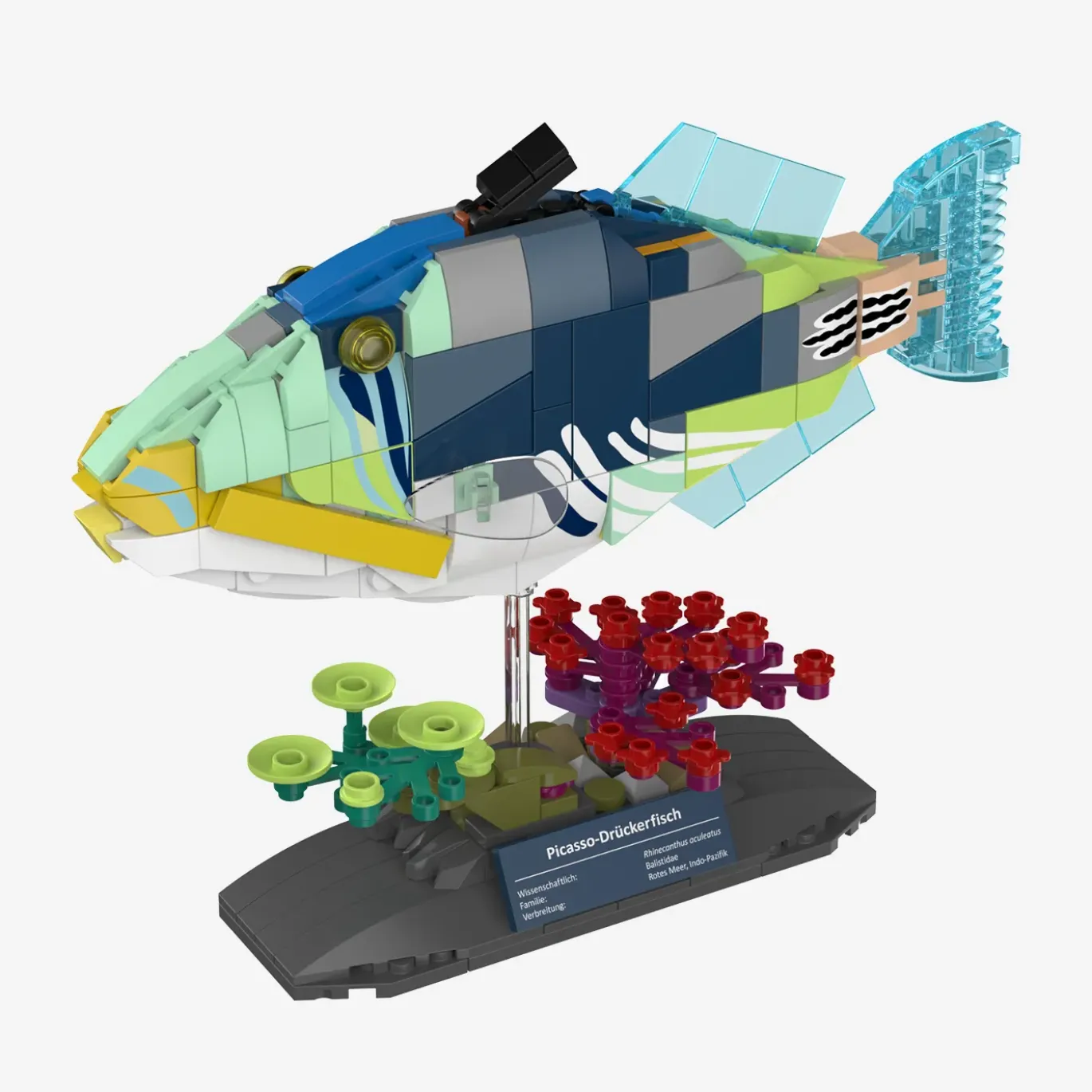 Picasso-Drückerfisch
