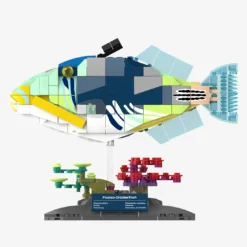 Picasso-Drückerfisch