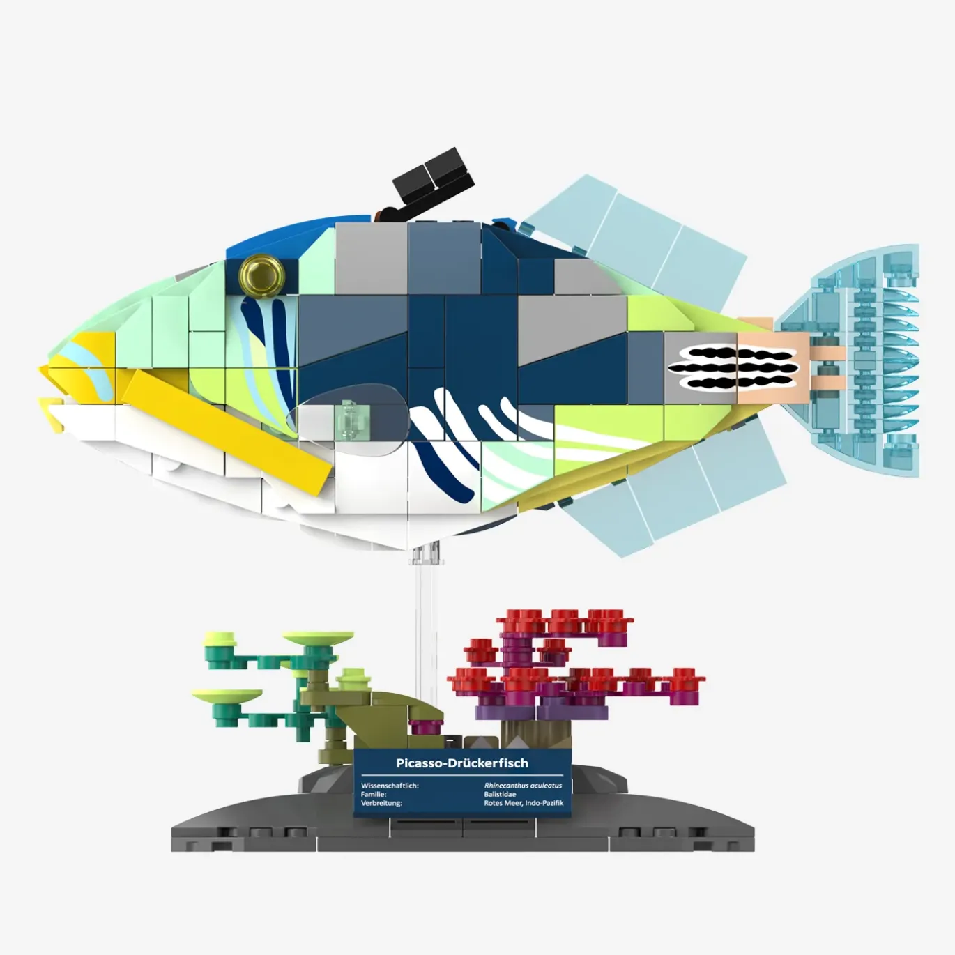Picasso-Drückerfisch