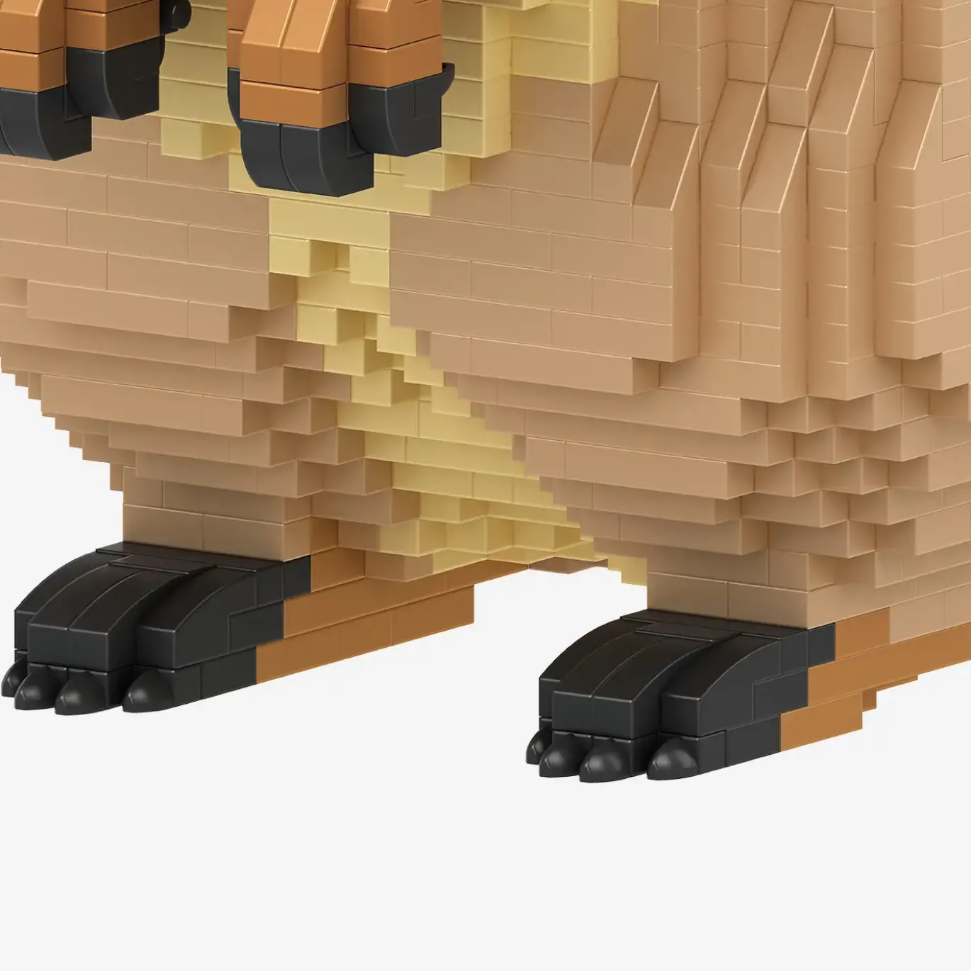 Quokka